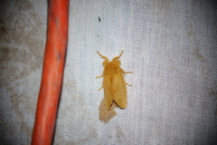 Megalopyge pyxidifera