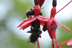 Bombus fervidus