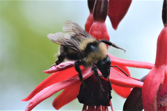 Bombus fervidus