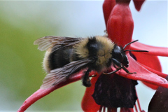 Bombus fervidus