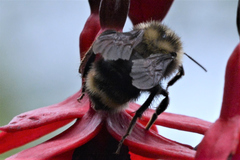 Bombus fervidus