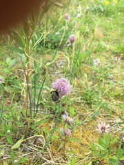 Bombus mckayi
