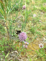 Bombus mckayi