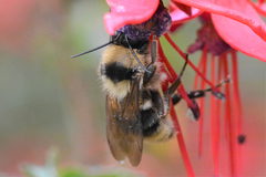 Bombus fervidus