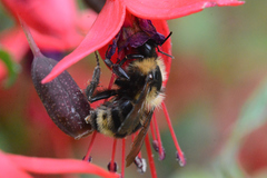 Bombus fervidus
