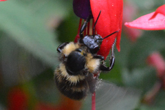 Bombus fervidus
