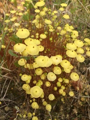 Splachnum luteum