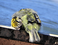 Pogoniulus pusillus pusillus
