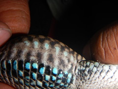 Aspidoscelis sackii sackii