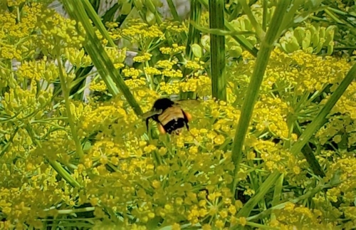 Yellow-banded Bumble Bee photographed in North Dakota