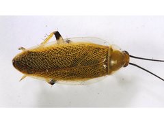 Ellipsidion humerale