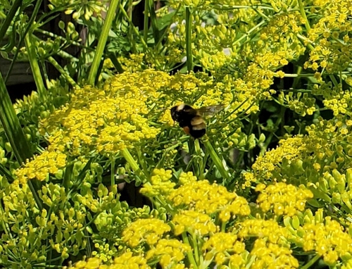Yellow-banded Bumble Bee photographed in North Dakota