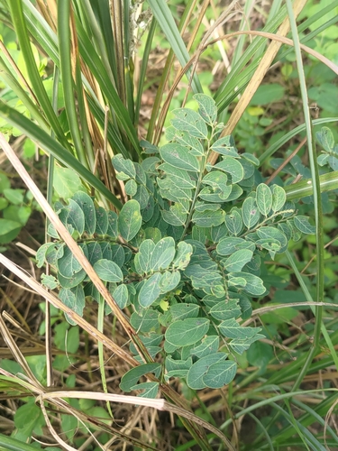 Image of Breynia vitis by (c) 林正文, some rights reserved (CC BY)