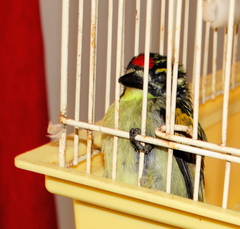 Pogoniulus pusillus pusillus