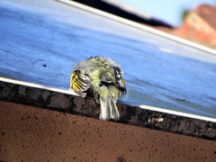 Pogoniulus pusillus pusillus