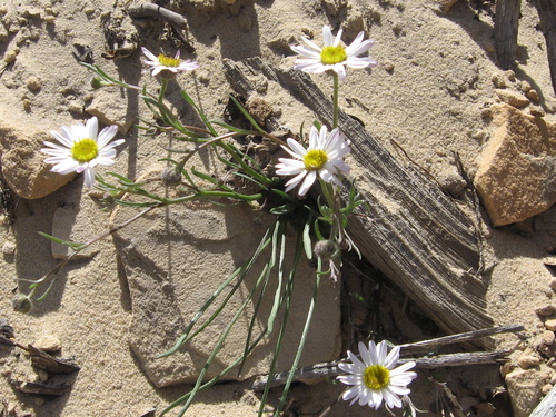Erigeron canaani