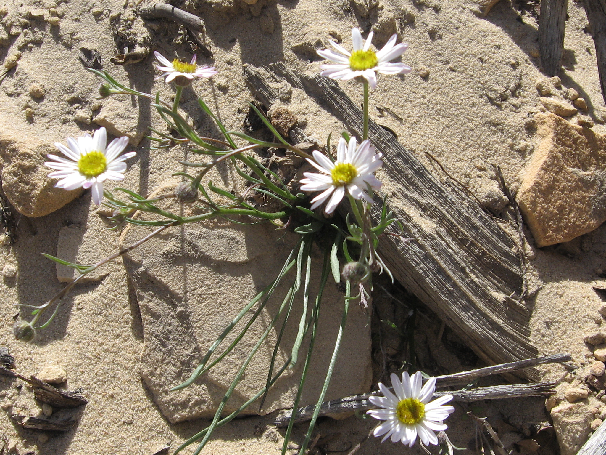 Erigeron canaani