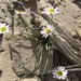Canaan Mountain Daisy - Photo (c) Walter Fertig, some rights reserved (CC BY-NC), uploaded by Walter Fertig