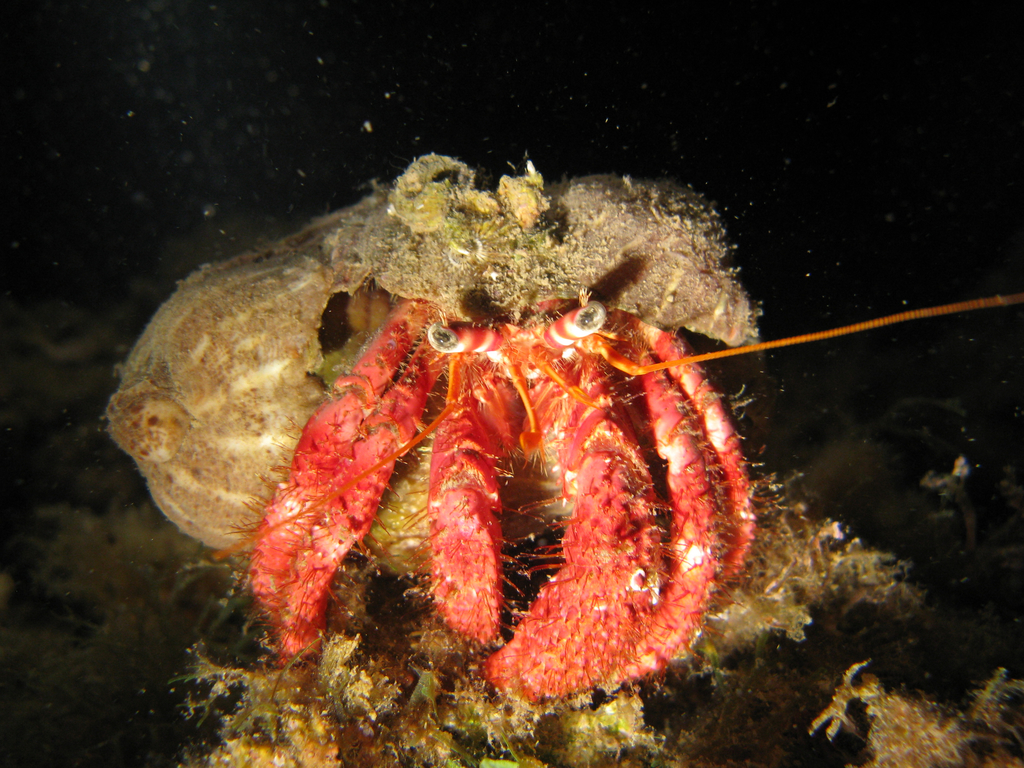 Red Hermit Crab, photo 1 of 10