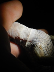 Aspidoscelis sackii sackii