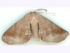 Parepisparis multicolora