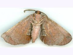 Parepisparis multicolora