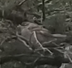 Passer domesticus