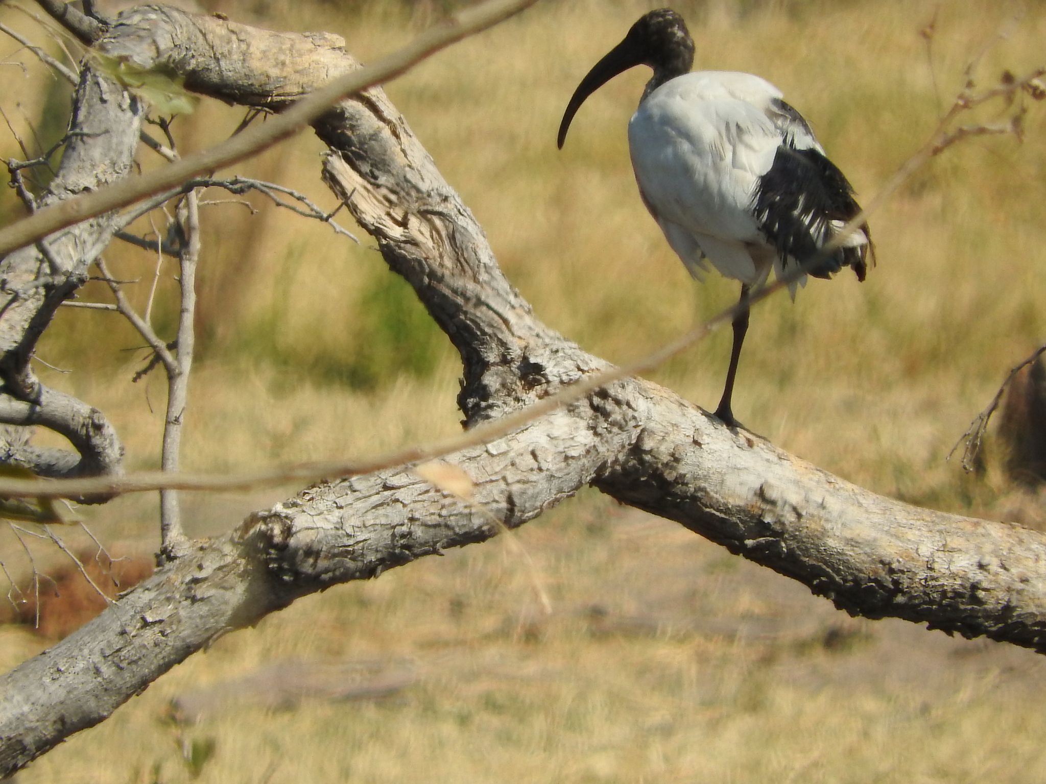 African Sacred Ibis