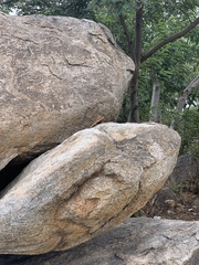 Psammophilus dorsalis