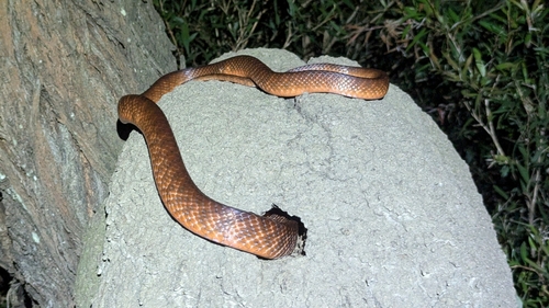 Brown Tree Snake sighting