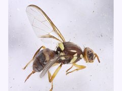 Bactrocera tryoni