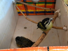 Pogoniulus pusillus pusillus