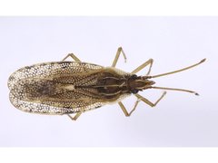 Cantacader abdivitus