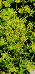 Pastinaca sativa sativa
