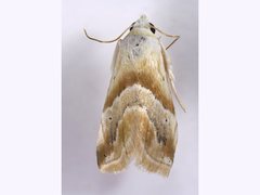Eublemma roseana