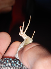 Aspidoscelis sackii sackii