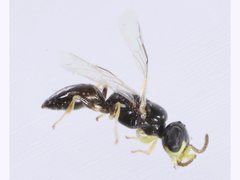 Spilomena