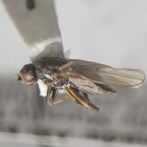Copromyza equina observed 2024-06-21