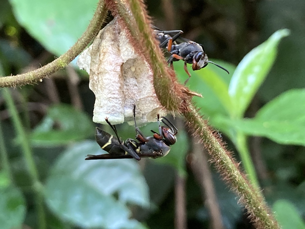 Polistes ellenbergi
