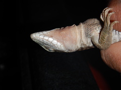 Aspidoscelis sackii sackii