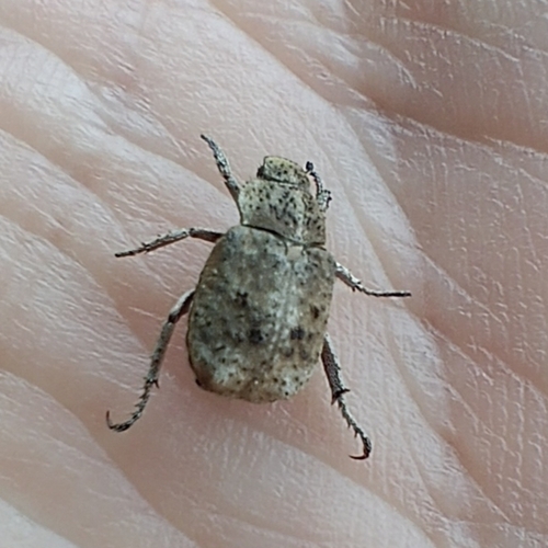 Sordid Monkey Beetle photo 4