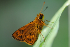 Oriens goloides