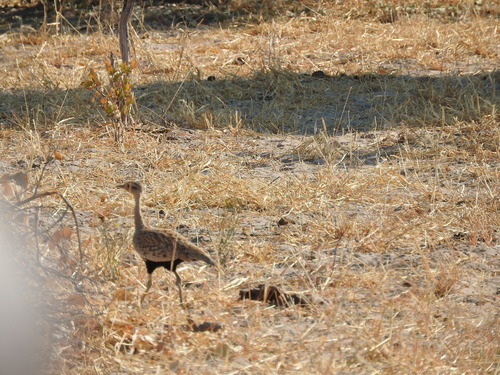 Lophotis ruficrista