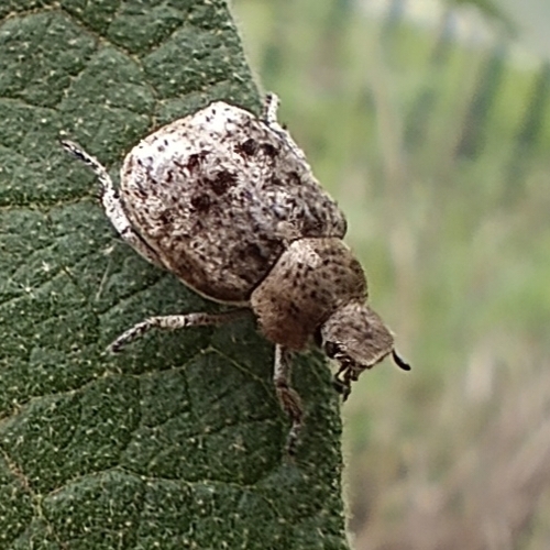 Sordid Monkey Beetle photo 5