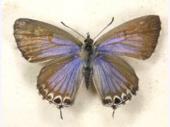 Theclinesthes miskini