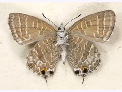 Theclinesthes miskini