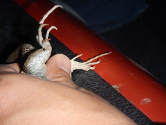 Aspidoscelis sackii sackii