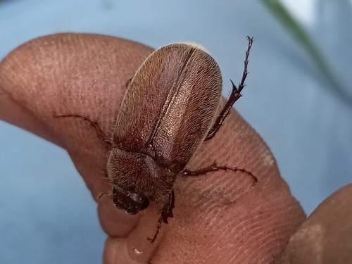 Phyllophaga crenulata photo 5