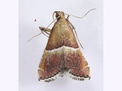 Persicoptera compsopa