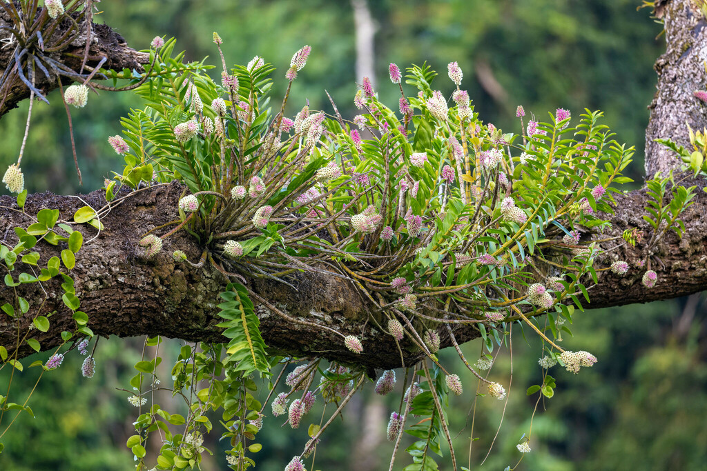 Dendrobium smillieae